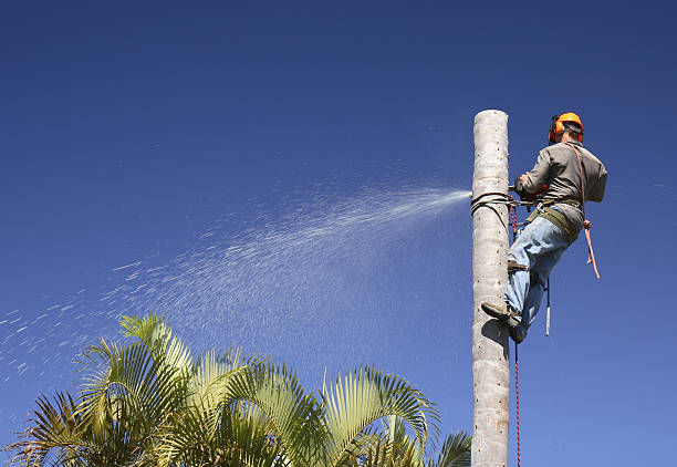 Best Utility Line Clearance  in Spry, PA