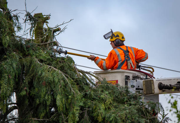 How Our Tree Care Process Works  in  Spry, PA