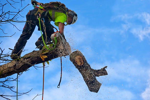 Best Fruit Tree Pruning  in Spry, PA