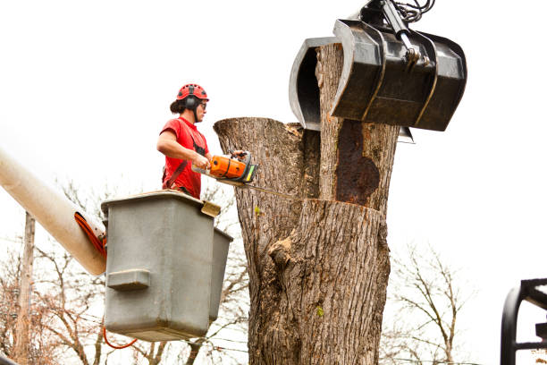 Best Storm Damage Tree Cleanup  in Spry, PA